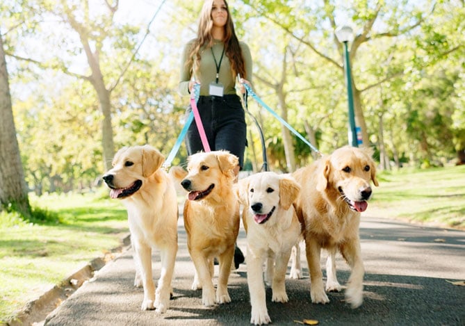 Mercado Pago: imagem de uma mulher caminhando em um parque, com quatro cachorros de porte médio presos por guias de passeio para representar um trabalho extra de passeadora de cães. Na imagem, é possível ver que a mulher tem um crachá, o que facilita sua identificação por outras pessoas na rua. 